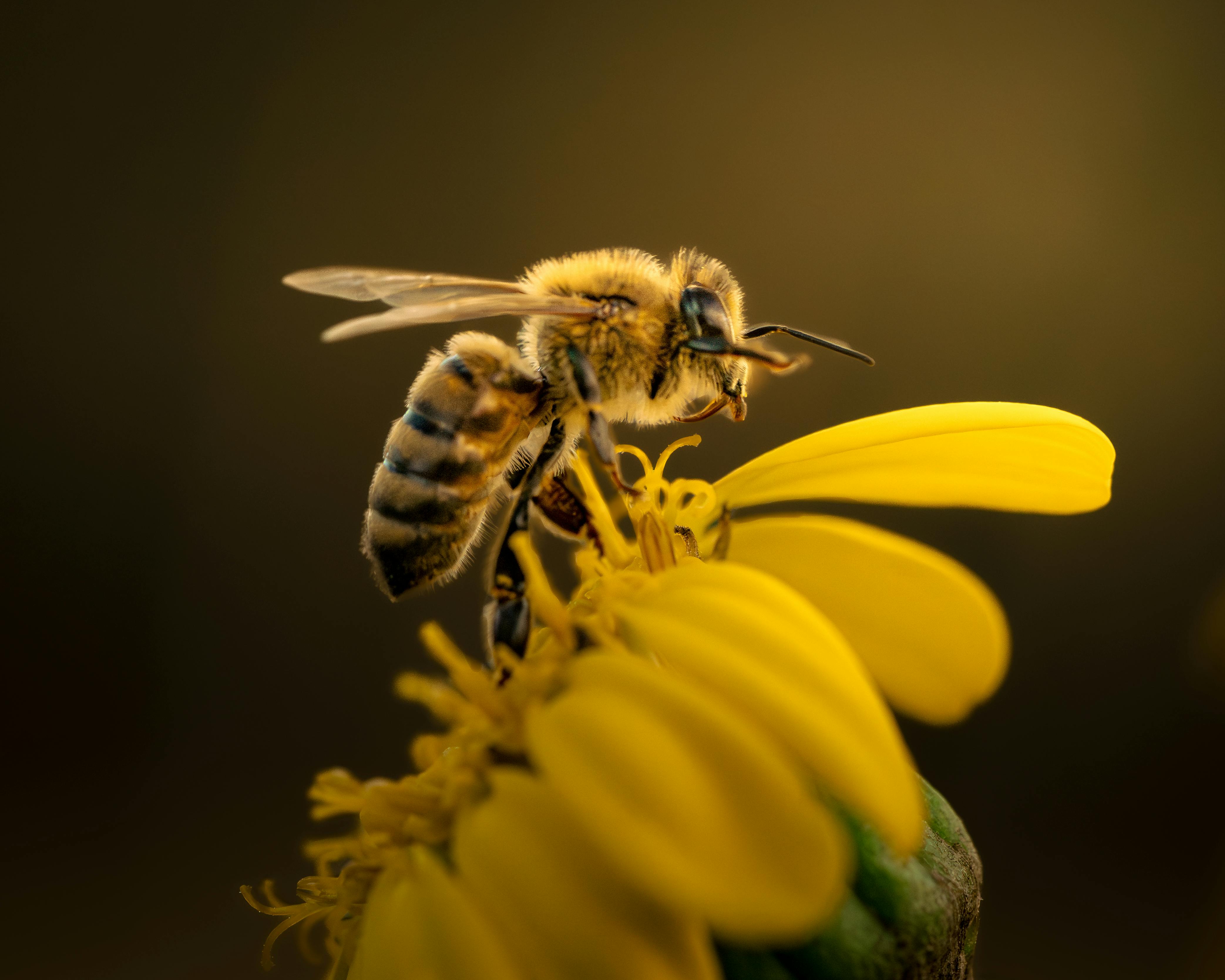 Bees and honey